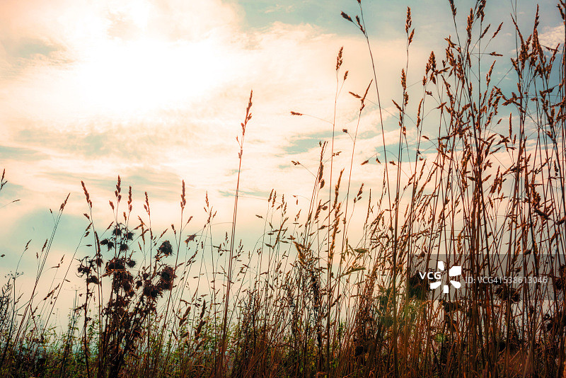 夕阳下的草籽，希尔德斯通，斯塔福德郡图片素材