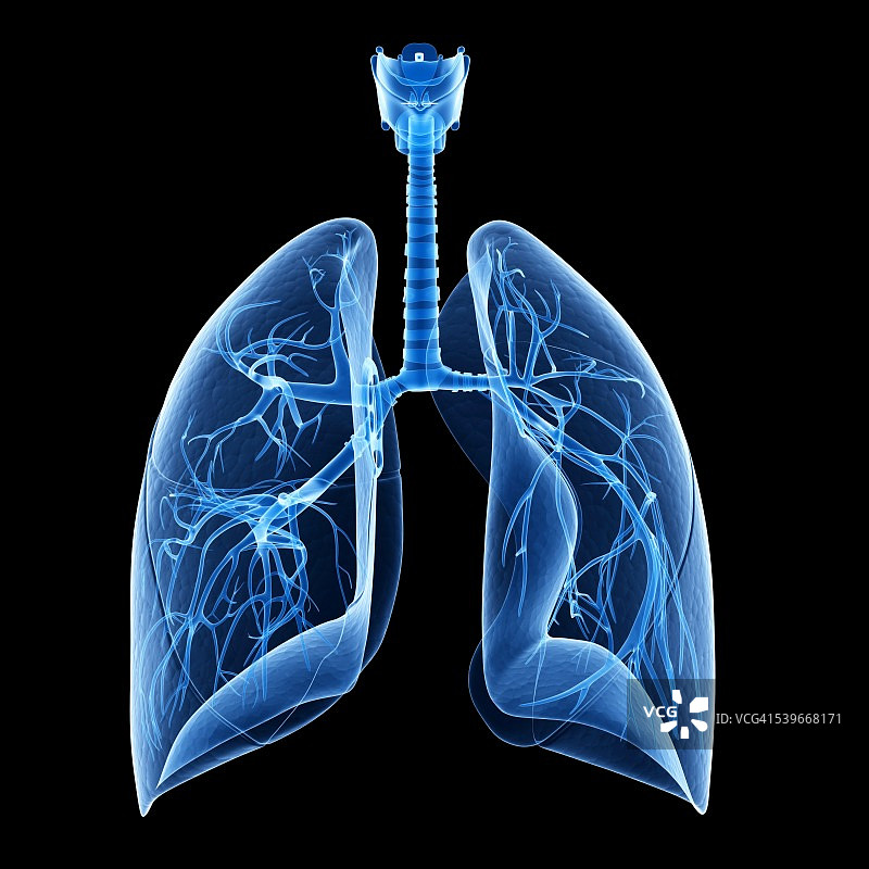 人类的肺,插图图片素材