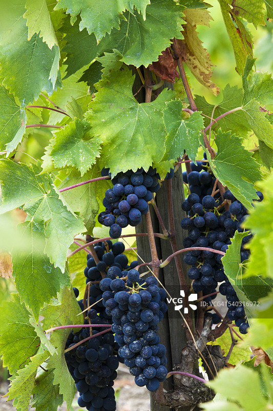 收获季节葡萄葡萄园图片素材