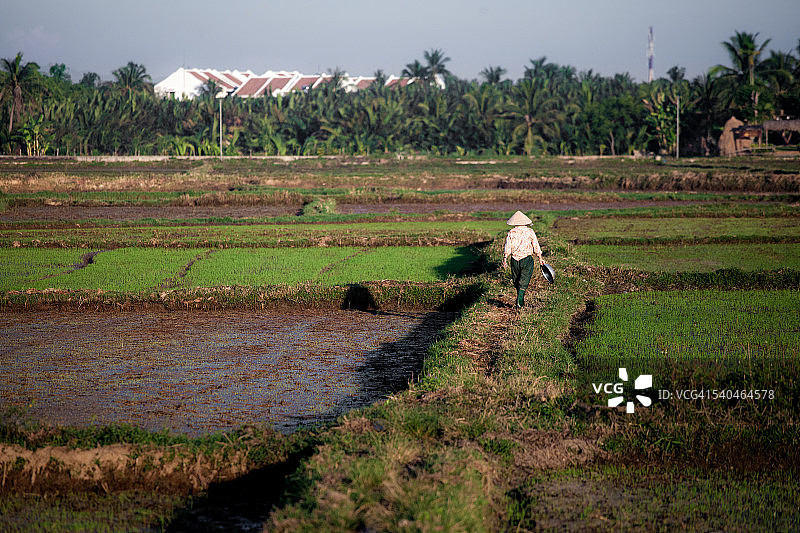 越南农民在会安的稻田里散步图片素材