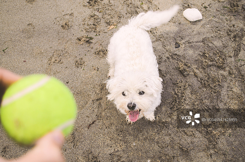在海滩上玩耍的狗图片素材