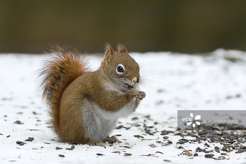 冬天的红松鼠图片素材