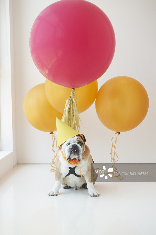 狗戴着带有气球的派对帽图片素材