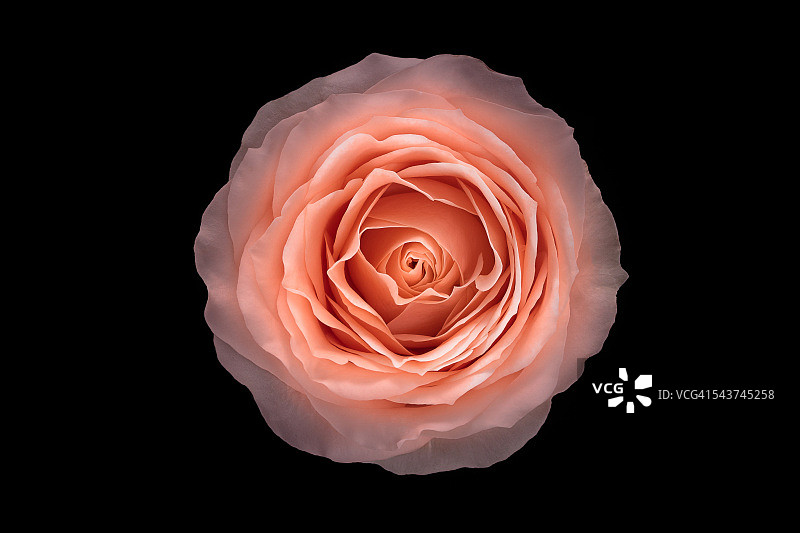 粉红玫瑰花黑色背景，头顶特写视图图片素材