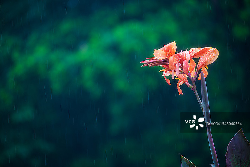 红色的花和落下的雨滴和模糊的树木作为背景图片素材