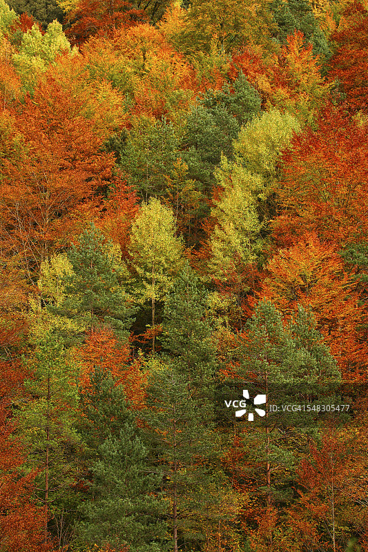 西班牙奥德萨国家公园，秋季针叶林图片素材