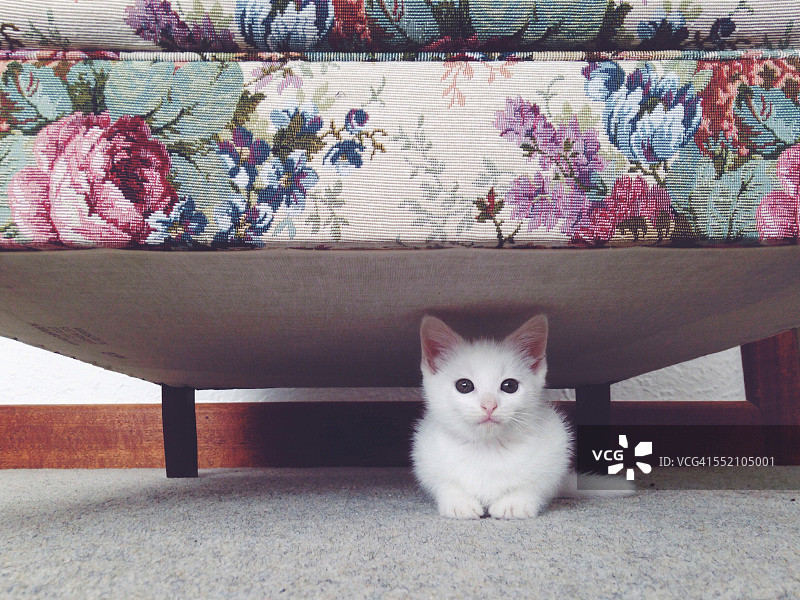 小白猫躲在花沙发下面图片素材