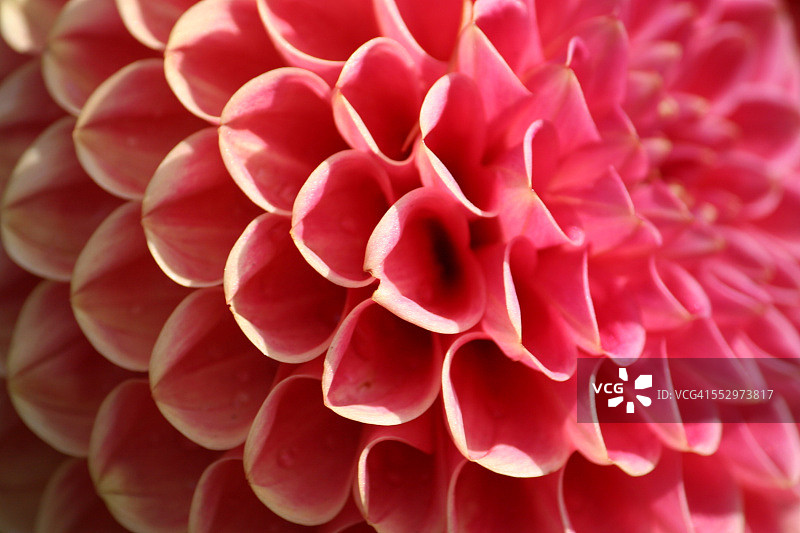 粉色百日菊花瓣，特写镜头图片素材