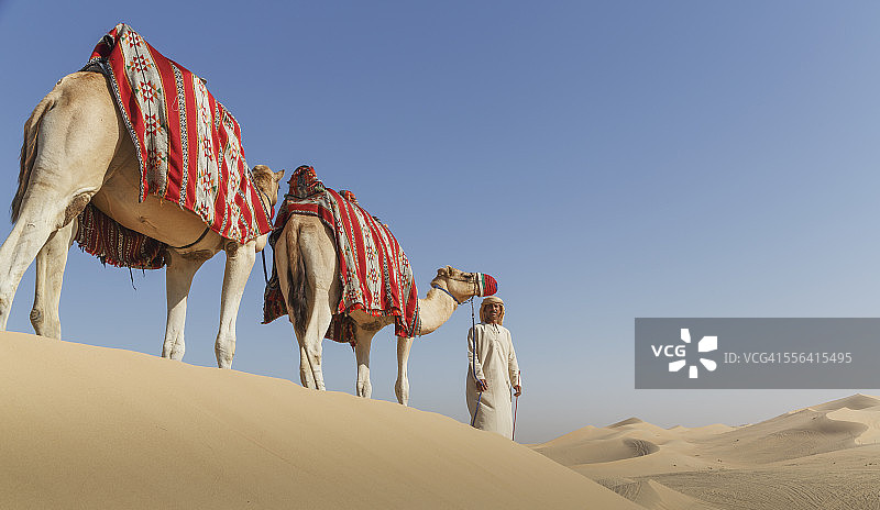 阿拉伯联合酋长国迪拜，贝都因人牵着两头骆驼走在沙漠里图片素材