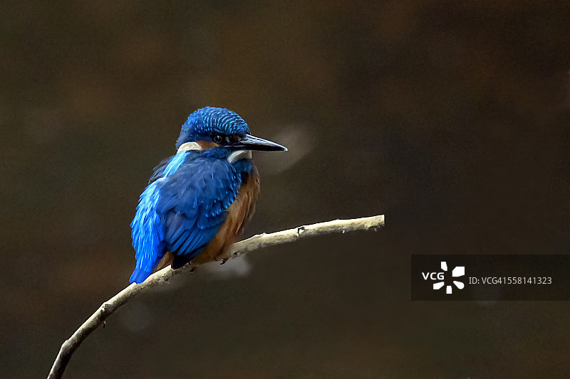 蓝色的小翠鸟(这是阿尔塞多图片素材