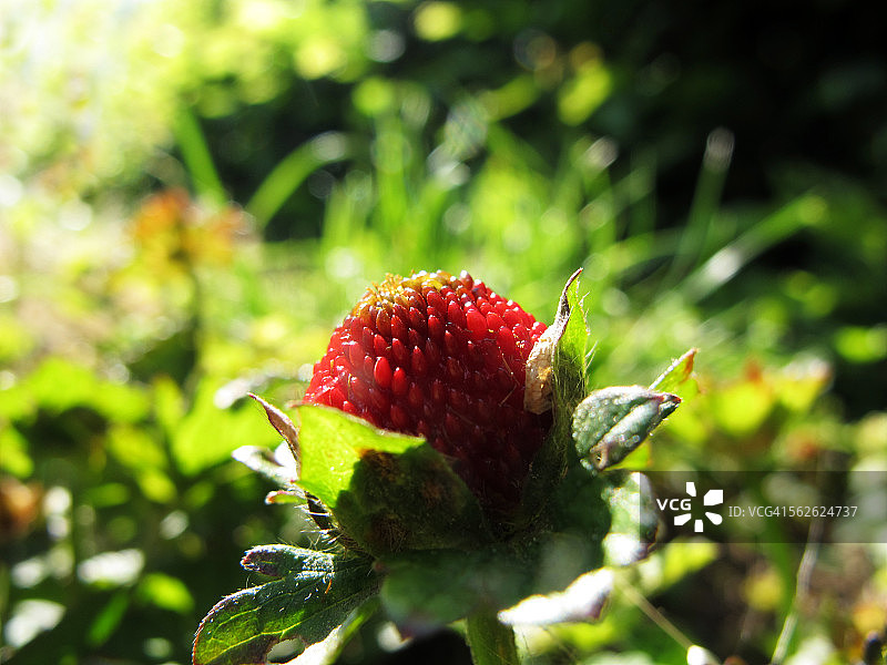野草莓图片素材
