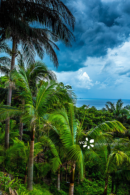 石垣岛海边的棕榈树林图片素材