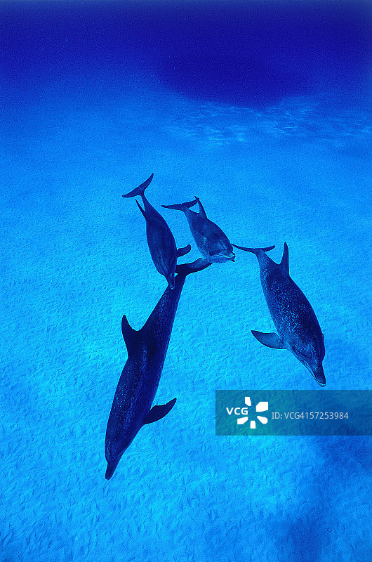 一群斑点海豚游过清澈的蓝色海水。Stenella frontalis。巴哈马群岛。图片素材