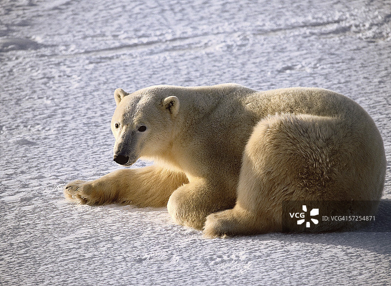 北极熊平静地在冰上休息。北极熊。哈德逊湾,加拿大。图片素材