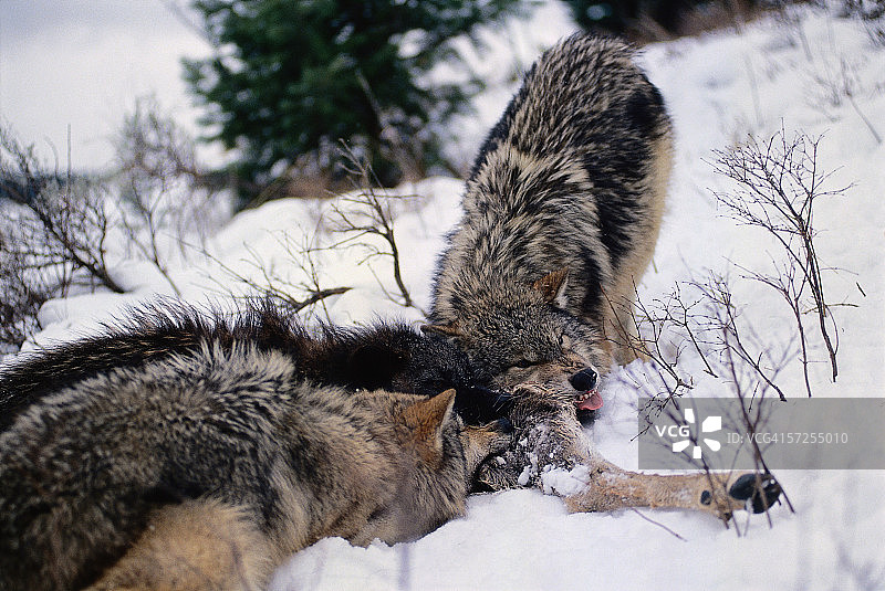 一群吃黑尾鹿腿的灰狼。犬属狼疮。蒙大拿。图片素材