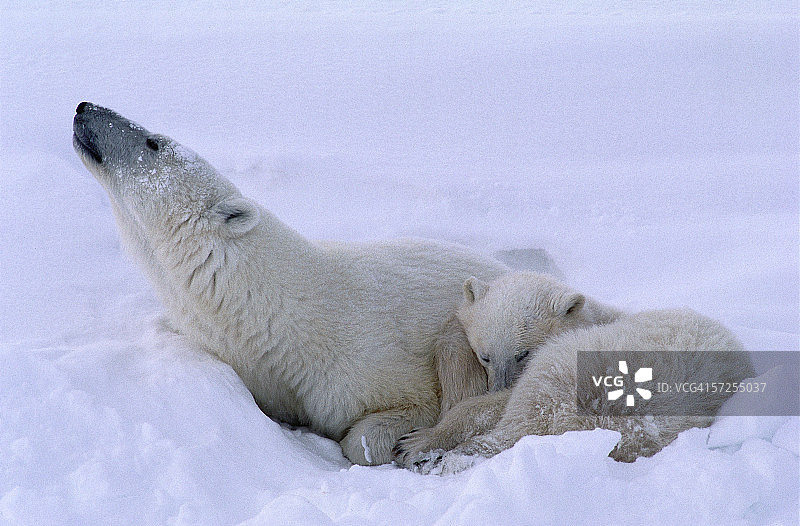 雌北极熊和幼崽。无线电maritimus。哈德逊湾,加拿大。图片素材