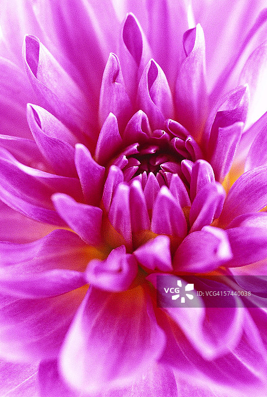 紫色菊花的特写图片素材