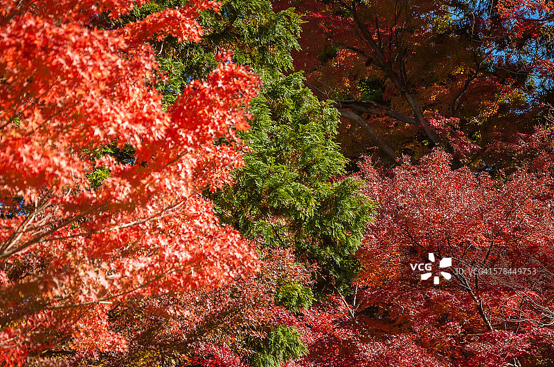 京都的秋色图片素材
