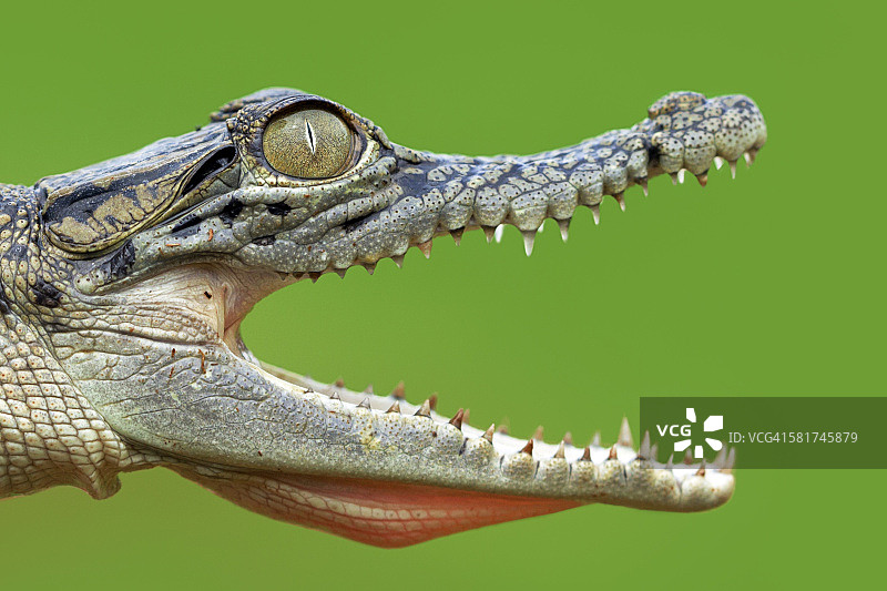 张开嘴巴的鳄鱼的特写图片素材