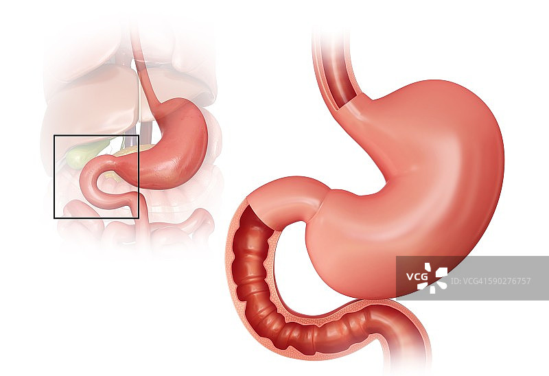 小肠和胃，插图图片素材