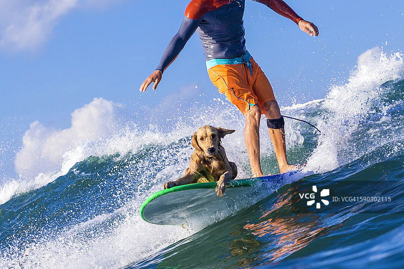 冲浪者和一只狗在冲浪板上。图片素材