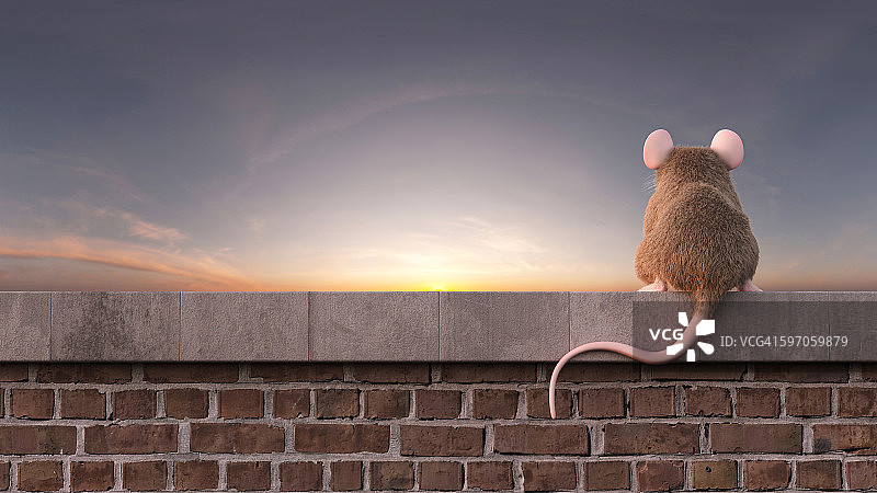 老鼠坐在墙上看日落图片素材