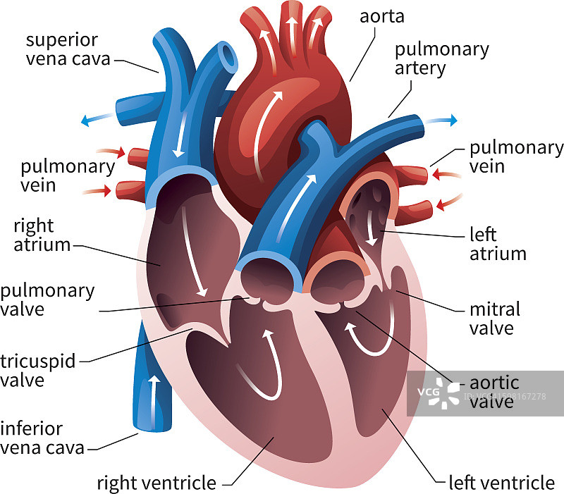 人体心脏循环系统图片素材