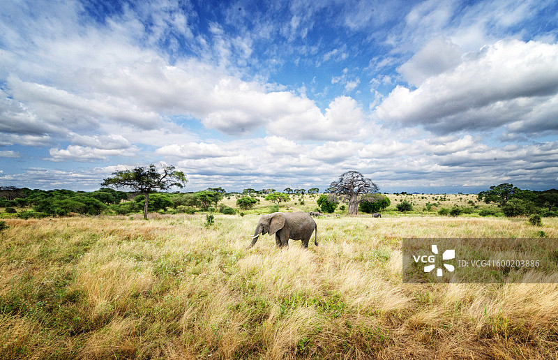 在Tarangire国家部分的一只非洲象的广角景观场景图片素材