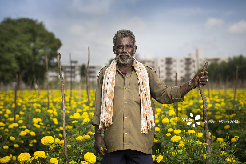 一个印度农民站在一片金盏花地里。图片素材