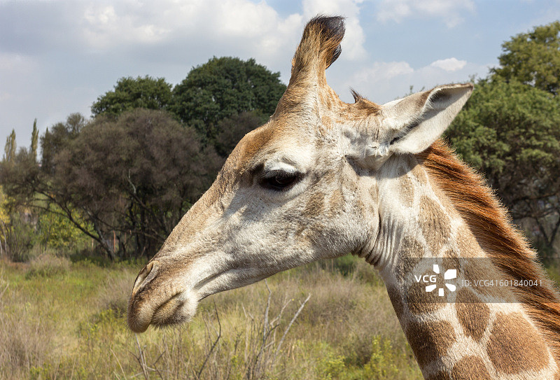 长颈鹿，Sterkfontein DMA，豪登省，南非图片素材