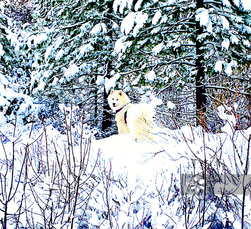 雪地里的宠物图片素材