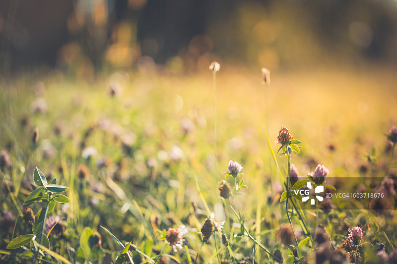 在早晨的阳光背景上的野草地粉红色的花。秋天领域背景图片素材