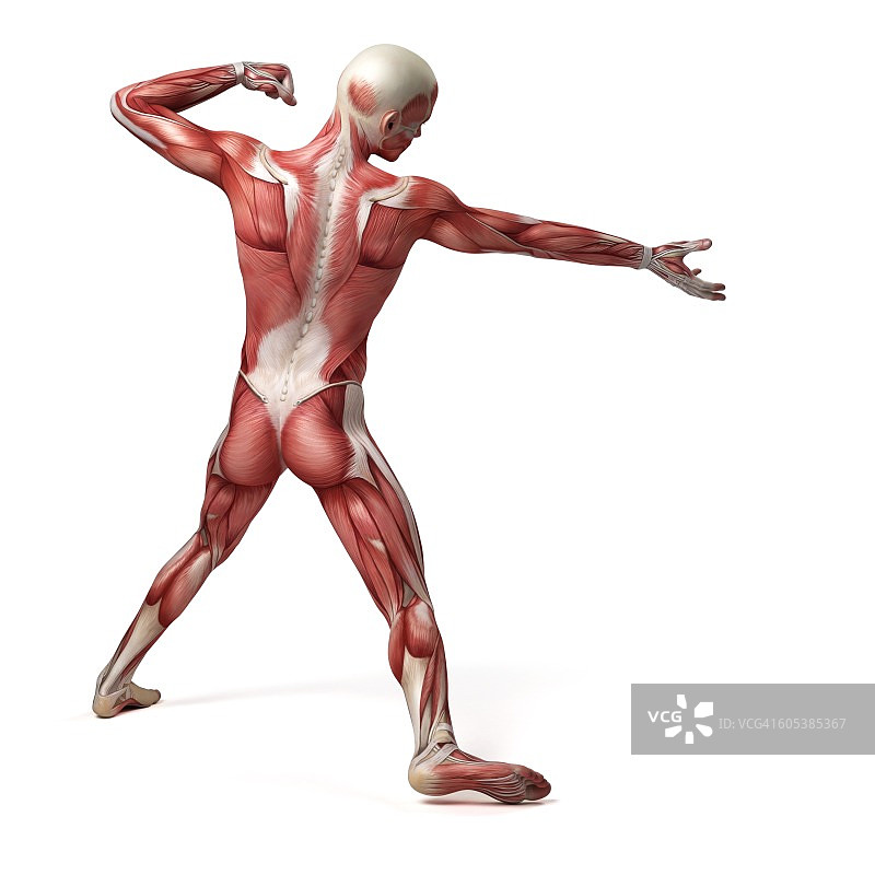 男性肌肉系统，说明图片素材
