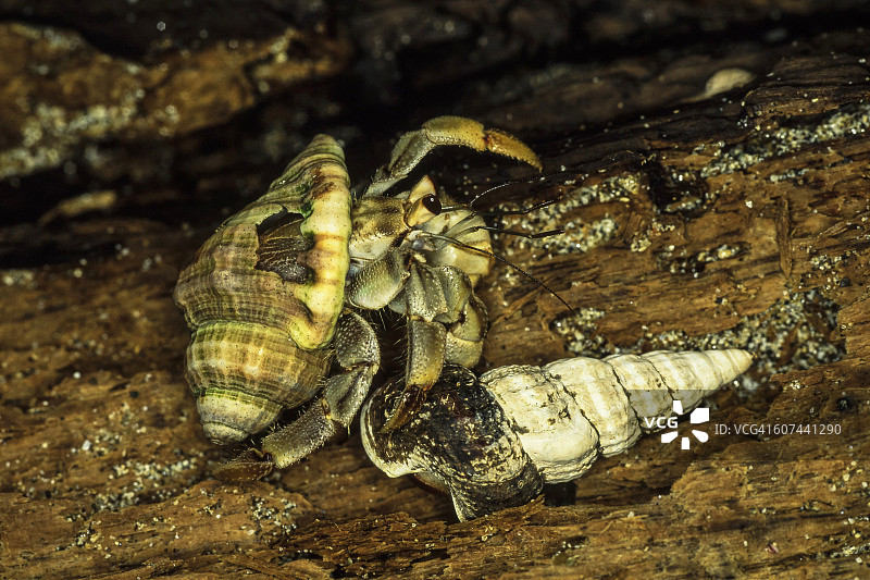 哥斯达黎加曼纽尔·安东尼奥国家公园，一只寄居蟹在测试壳。图片素材
