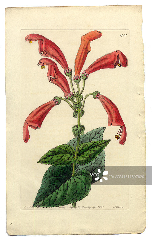 维多利亚植物学插图，宽口Gesneria, 1835图片素材