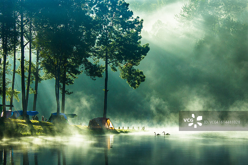 阳光在清晨的松树在湖中图片素材