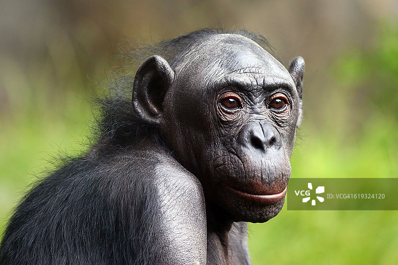 倭黑猩猩的黑猩猩图片素材