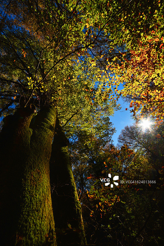 秋天低角度的森林在意大利。图片素材
