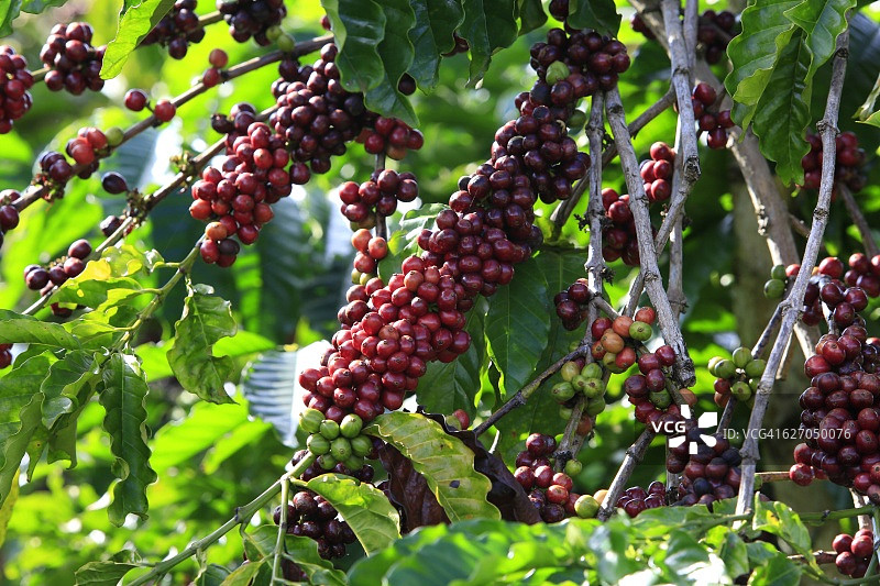 咖啡树和咖啡豆在咖啡种植园图片素材