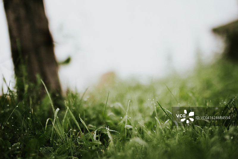清晨，新鲜的厚草和水滴的特写图片素材
