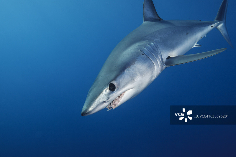 在新西兰西海岸的蓝色大海中游泳的威胁短鳍灰鲭鲨(Isurus oxyrinchus)的水下视图图片素材