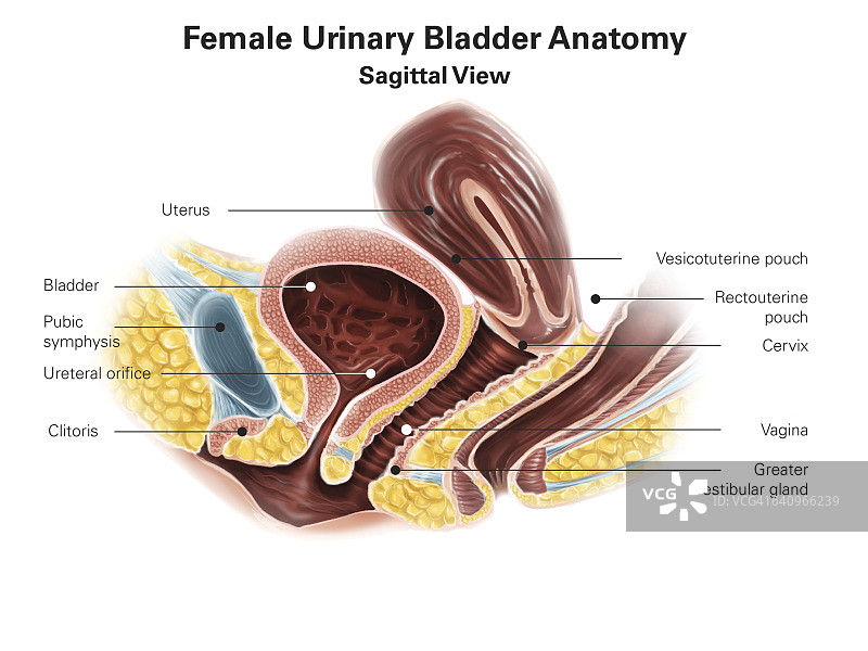 女性膀胱矢状面。图片素材