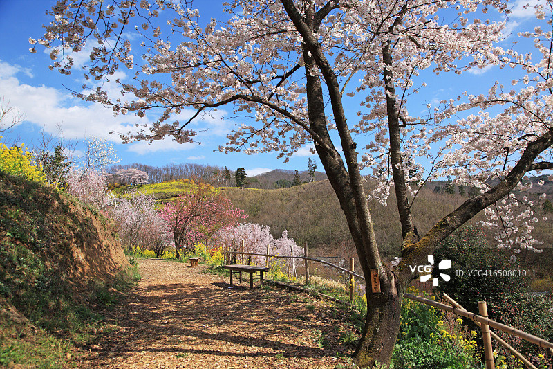 花山公园盛开，福岛，日本图片素材