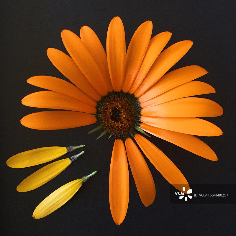 橙色非洲菊花，少了三个黄色花瓣图片素材