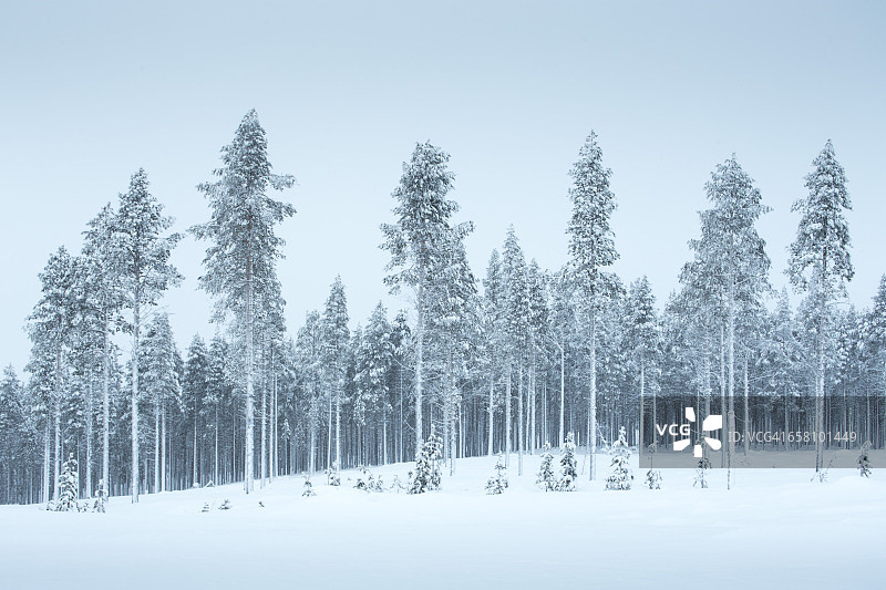 瑞典基律纳维坦基冰冻树图片素材