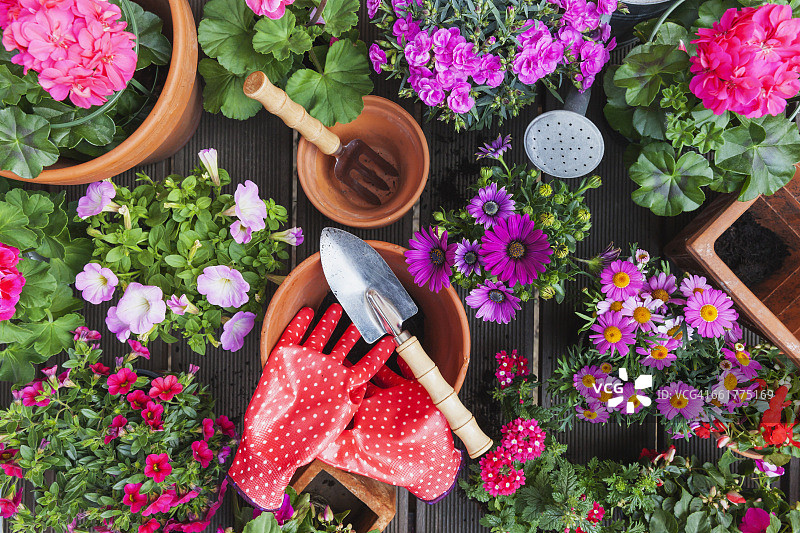 园艺，春夏不同的花，园艺工具摆在园桌上图片素材