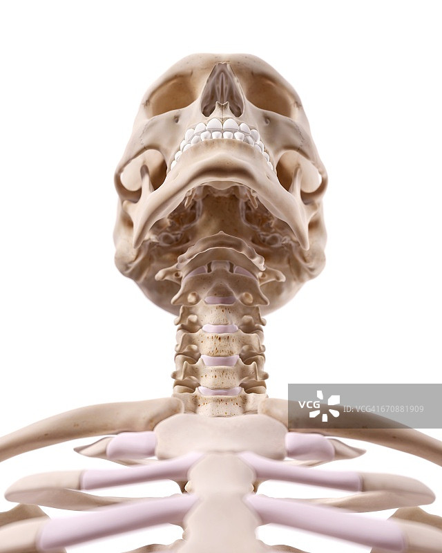 人的头骨和颈部图片素材