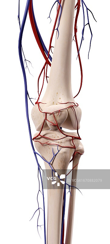 人工膝关节解剖图片素材
