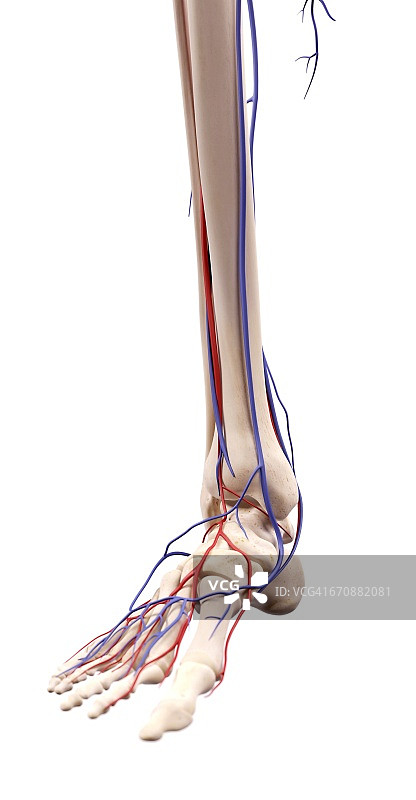 人类的脚解剖学图片素材