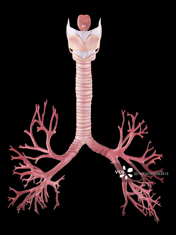 人类肺支气管图片素材
